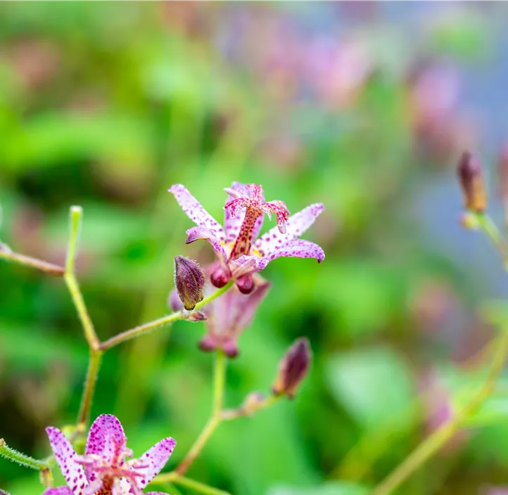 Krötenlilie 'Pink Freckles'