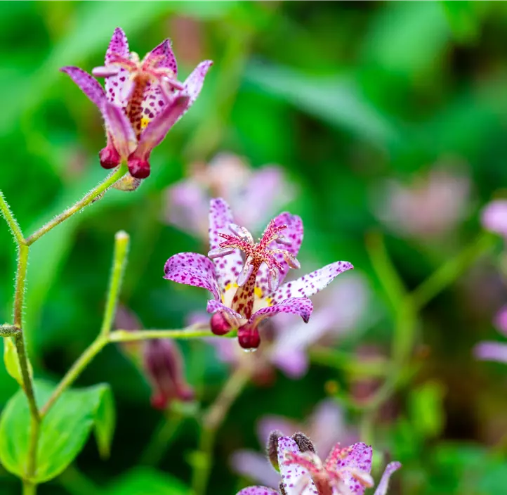 Krötenlilie 'Pink Freckles'