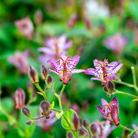 Tricyrtis pink frecles