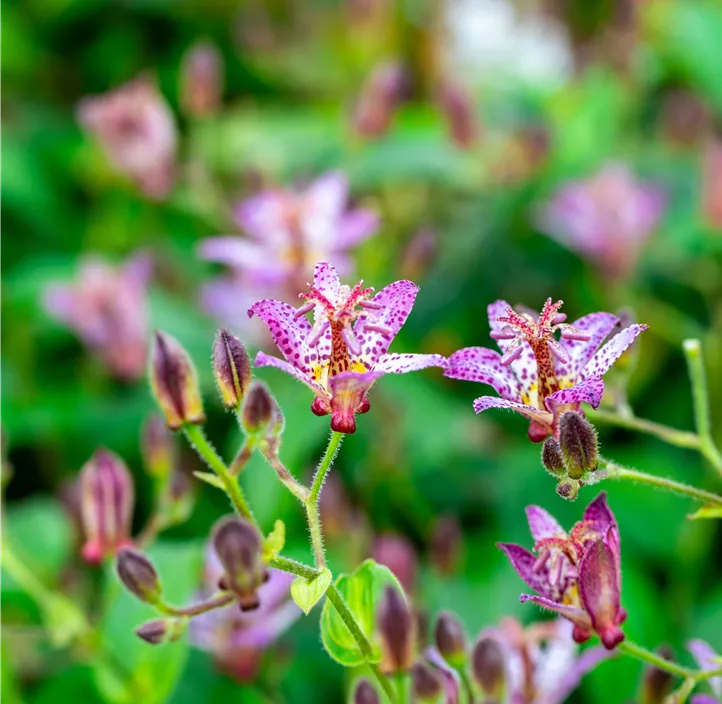 Krötenlilie 'Pink Freckles'