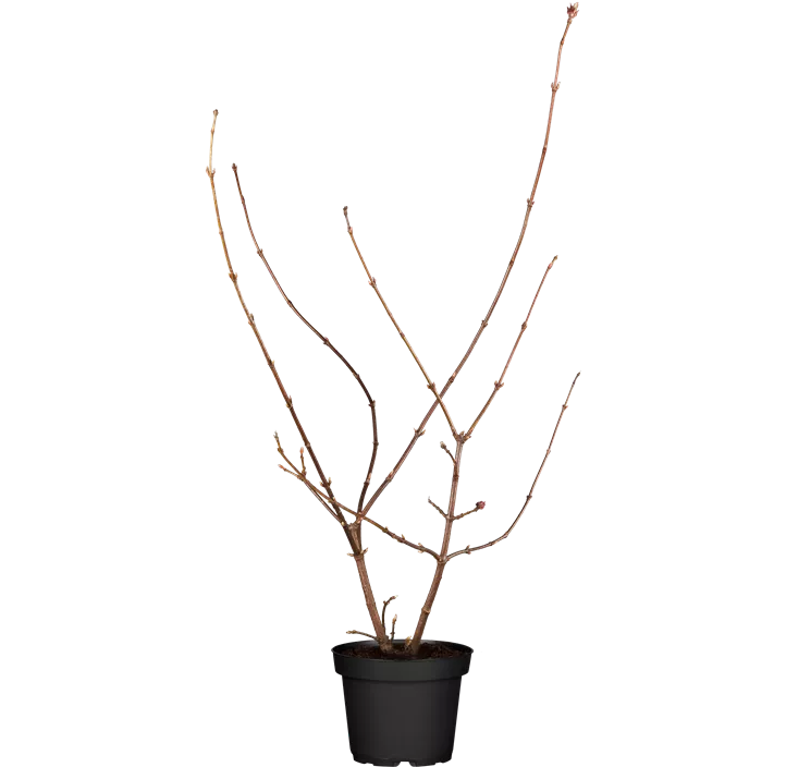 Winterschneeball 'Dawn'