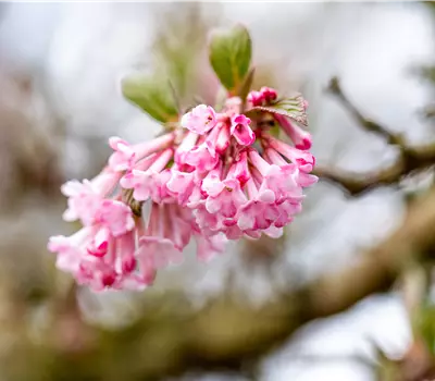 Viburnum bodnantense Dawn