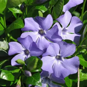 Vinca major Maculata