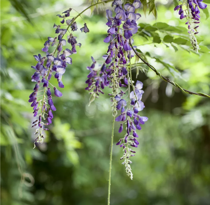 Japanischer Blauregen, Schirmform