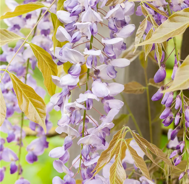 Japanischer Blauregen, Schirmform