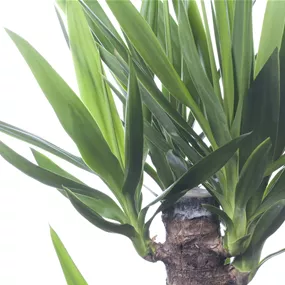 Yucca elephantipes 3-stämmig XL