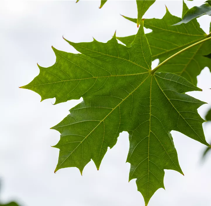 Fächerahorn 'Globosum'