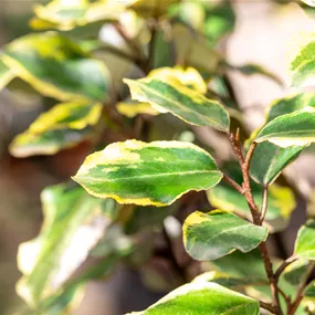 Elaeagnus ebbingei Viveleg Spalier