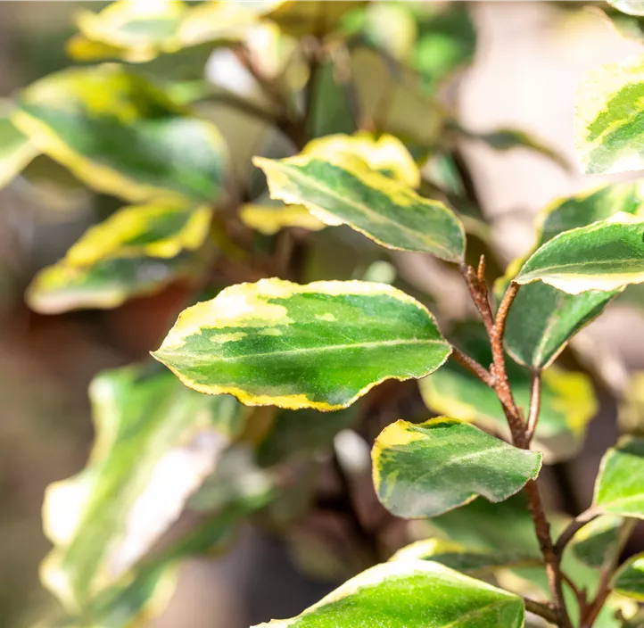 Immergrüne Ölweide 'Vivileg'