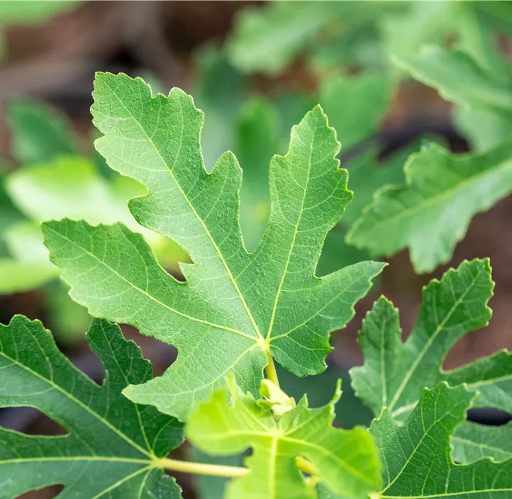 Feige 'Perretta' Bio