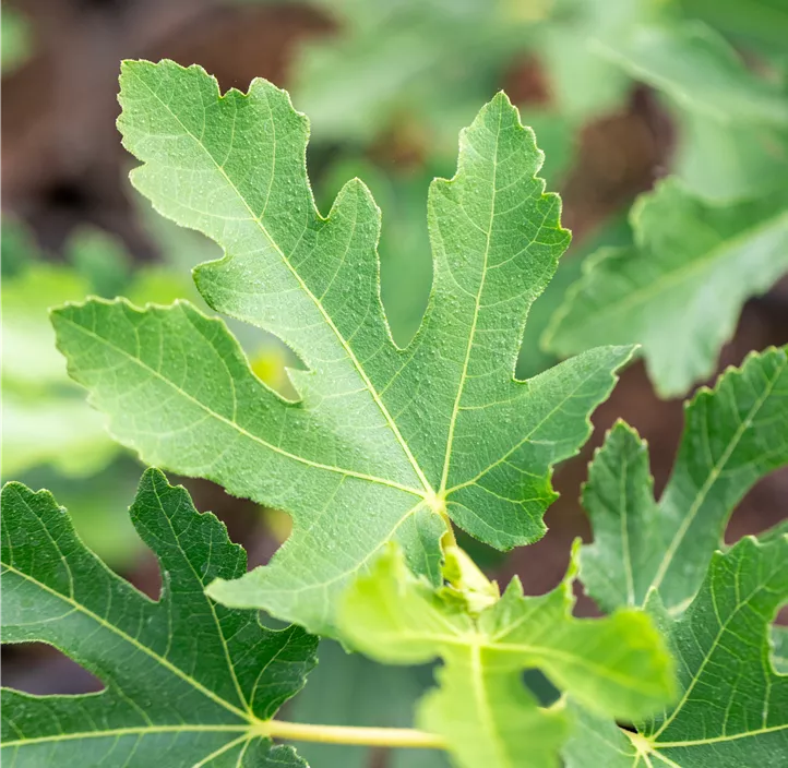 Feige 'Perretta' Bio