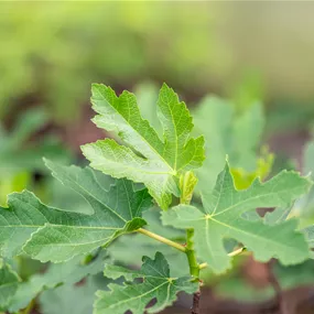 Ficus Gustissimo® Perretta