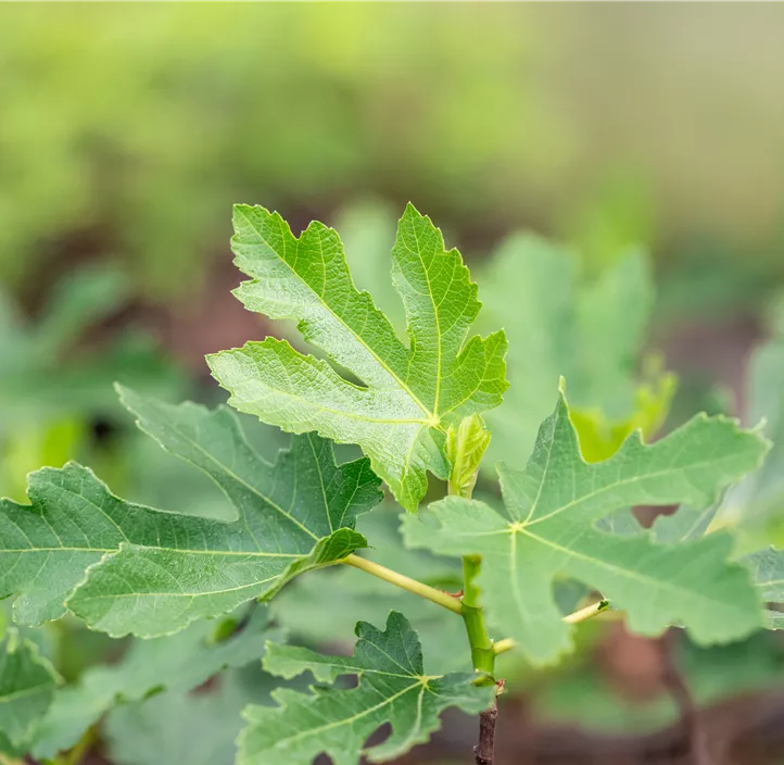 Feige 'Perretta' Bio