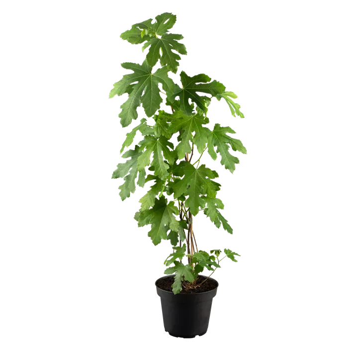 Feige 'Perretta' Bio