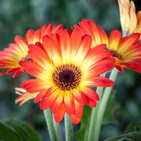 Gerbera Hybride Twister