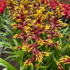 Guzmania hybride Choco