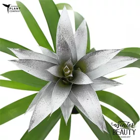 Guzmania Make Upz Winter Beauty