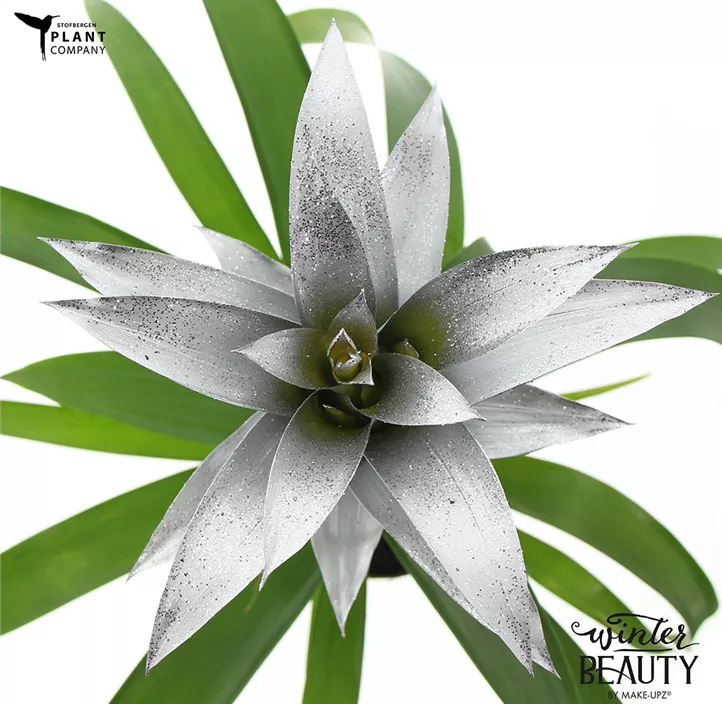 Guzmanie Make Upz Winter Beauty