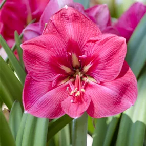 Hippeastrum Hybride