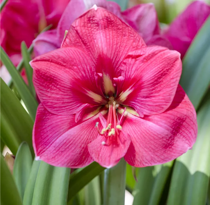 Amaryllis rosa