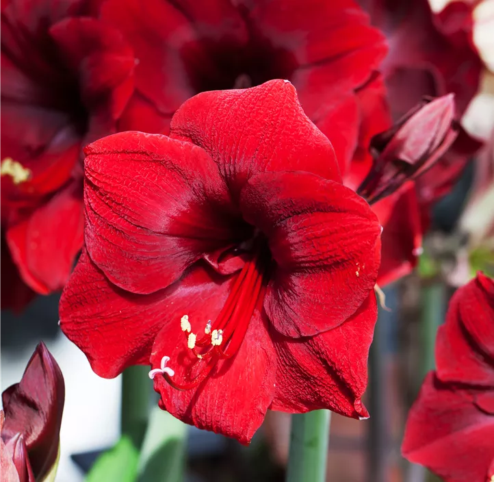 Amaryllis rot