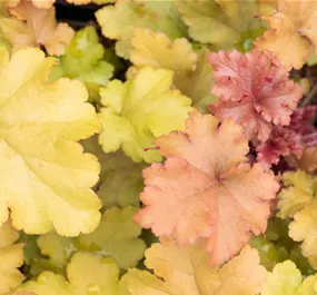Heuchera Hybriden 'Marmalade'