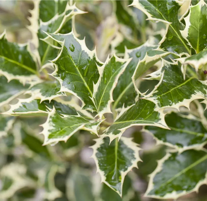 Weißbunte Stechpalme 'Argentea Marginata'