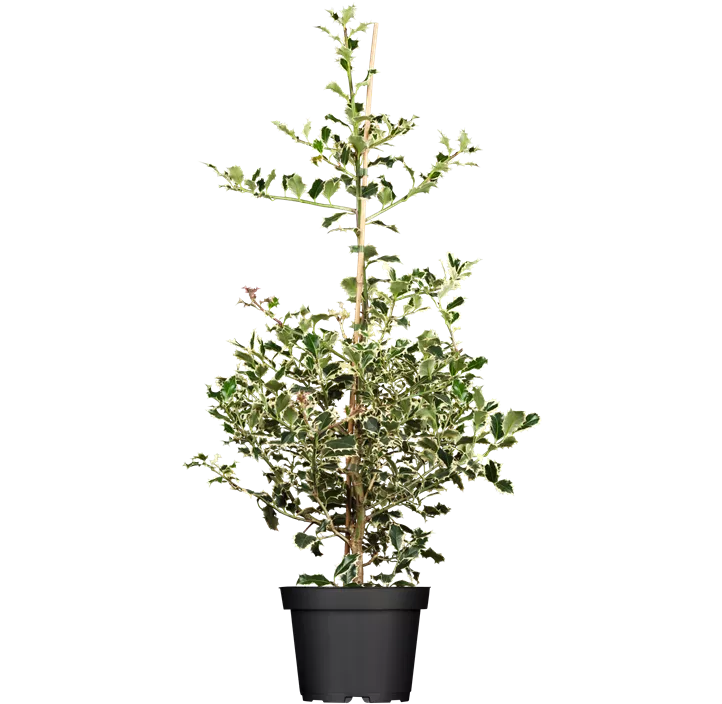 Weißbunte Stechpalme 'Argentea Marginata'