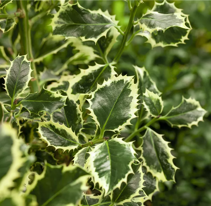 Weißbunte Stechpalme 'Argentea Marginata'