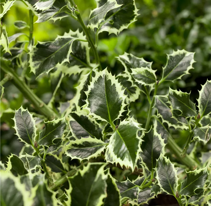 Weißbunte Stechpalme 'Argentea Marginata'
