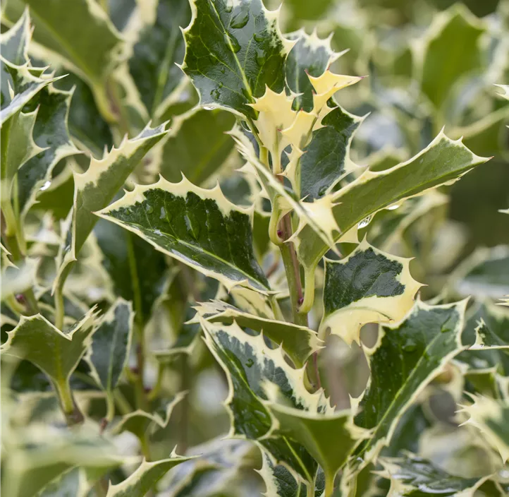 Weißbunte Stechpalme 'Argentea Marginata'