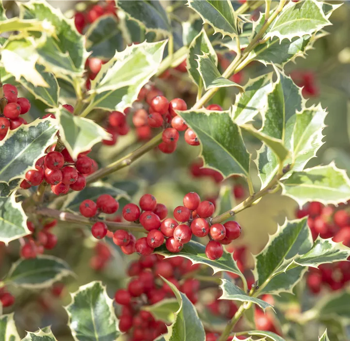 Weißbunte Stechpalme 'Argentea Marginata'