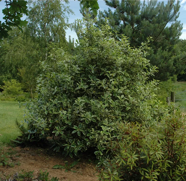 Weißbunte Stechpalme 'Argentea Marginata'
