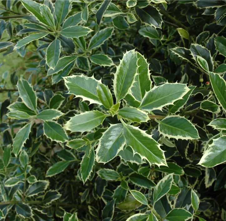 Weißbunte Stechpalme 'Argentea Marginata'