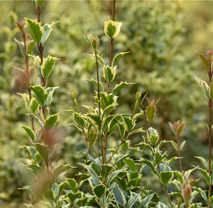 Weißbunte Stechpalme 'Argentea Marginata'