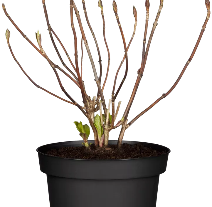 Hortensie 'Endless Summer'®