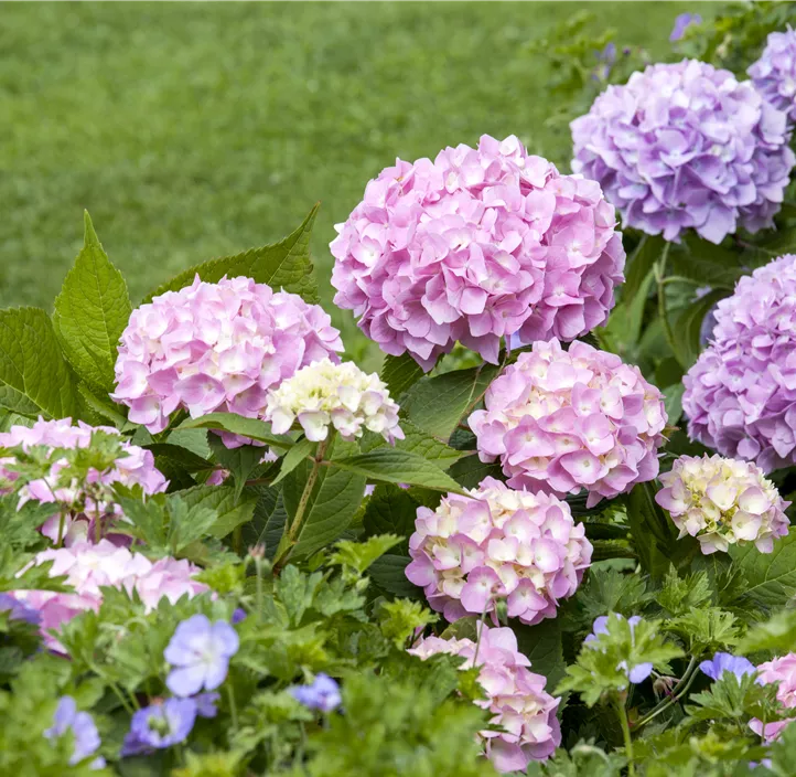 Hortensie 'Endless Summer'®
