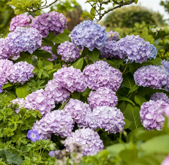 Hortensie 'Endless Summer'®