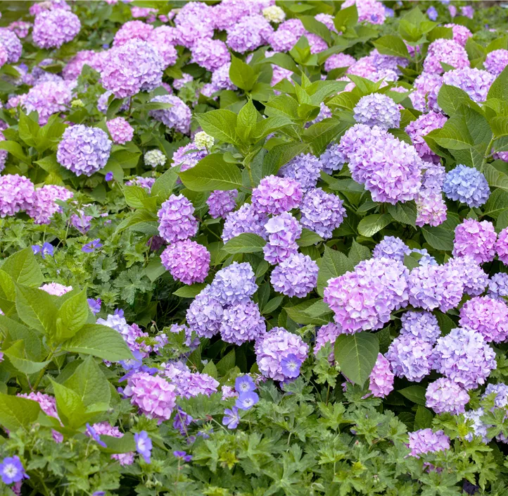 Hortensie 'Endless Summer'®