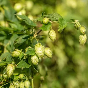 Humulus lupulus Bierhopfen