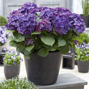 Hydrangea macrophylla Music Collection