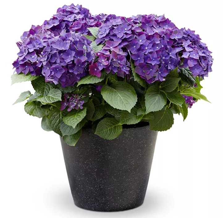 Gartenhortensie Music Collection