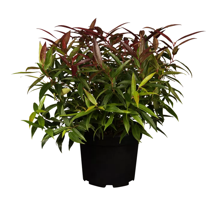 Traubenmyrthe 'Burning Love'