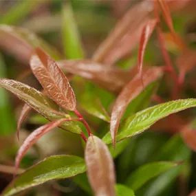Leucothoe Burning Love