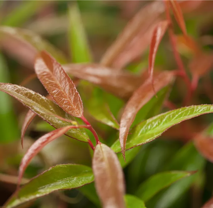 Traubenmyrthe 'Burning Love'