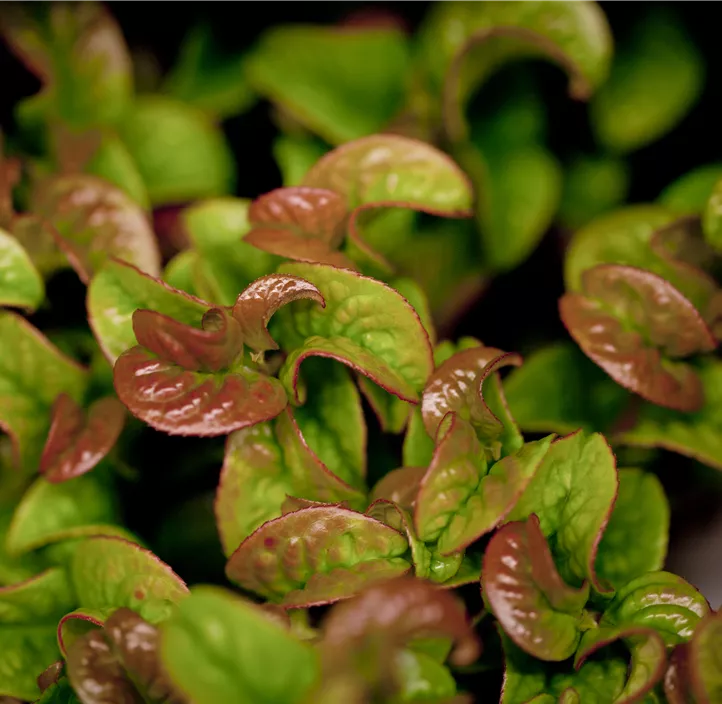 Traubenheide 'Curly Red'®