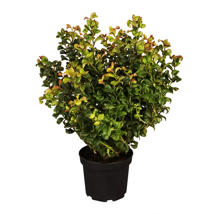 Traubenheide 'Curly Red'®