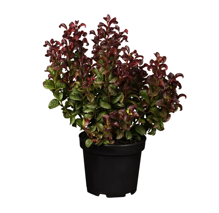 Traubenheide 'Curly Red'®