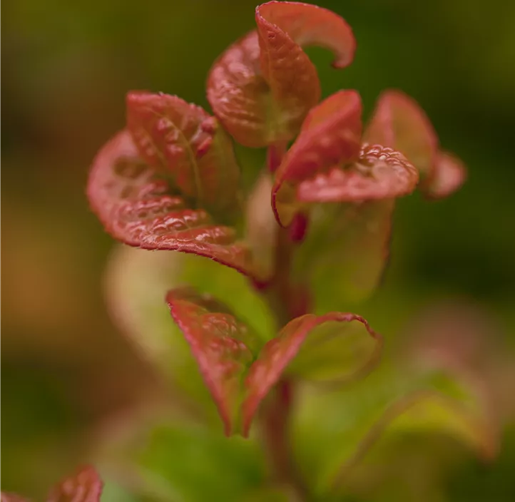 Traubenheide 'Curly Red'®