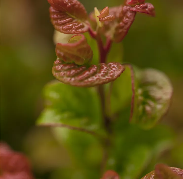 Traubenheide 'Curly Red'®